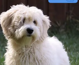 Rick - Maltipoo Štěně na prodej
