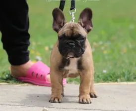 Yasmine  - French Bulldog Puppy for sale