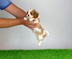 Neele - Cavalier King Charles spániel eladó kiskutya