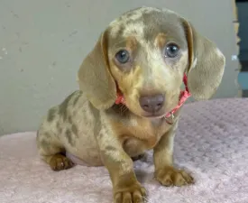 Emily - Dachshund Puppy for sale