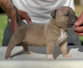 Zeus - American Bully - Pocket Puppy for sale