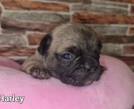 Harley - French Bulldog Puppy for sale