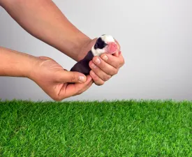 Hoja - Boston Terrier eladó kiskutya