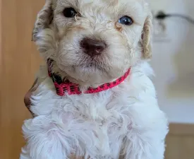 Ürömi Szarvasgombász Holly - Romagna Water Dog Puppy for sale