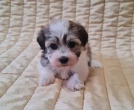 Sabina - Havanese Puppy for sale