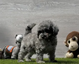 Xsindy - Poodle Toy Puppy for sale