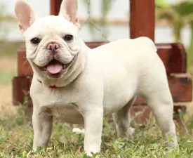 Pepper - Französische Bulldogge Angebotener Welpe