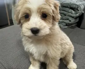 Bendegúz - Maltipoo Angebotener Welpe