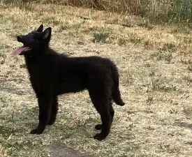 Gerőcsvári Freya - Belgian Shepherd Dog Puppy for sale