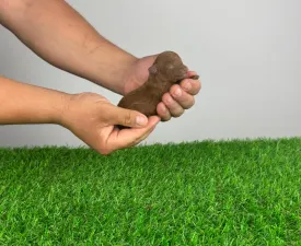 Joujou - Toy uszkár eladó kiskutya
