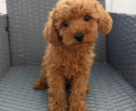 Sandy - Zwergpudel Angebotener Welpe