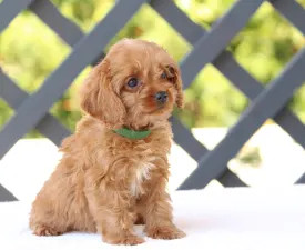 Brayen - Cavapoo Angebotener Welpe