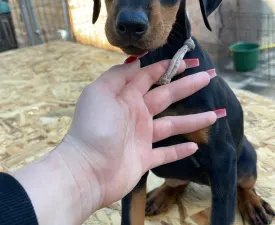 Nagendra Black Dhalia - Dobermann eladó kiskutya