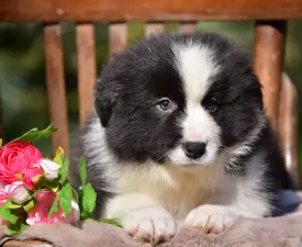 Flockmaster - Border Collie Chiot à vendre