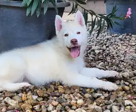 Sirius Of Polar Moonlights - Husky de Sibérie Chiot à vendre