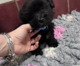 Arkadij - Bolończyk kolorowy Szczenię na sprzedaż