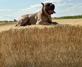Timoniere Quintiliano - Cane Corso Italiano Puppy for sale