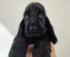 Silent Knight - Englischer Cocker Spaniel Angebotener Welpe