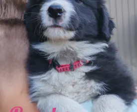 Brooke - Border Collie eladó kiskutya