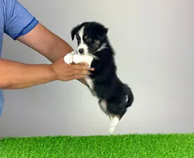 Vox - Australian Shepherd Puppy for sale