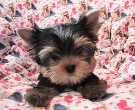 Taboo (kisméretű / Small Size) - Yorkshire Terrier eladó kiskutya