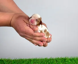 Katie - Cavalier King Charles Spaniel Angebotener Welpe