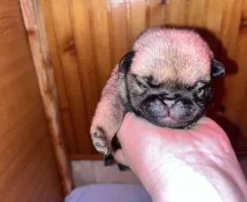 Texas - Mops Štěně na prodej