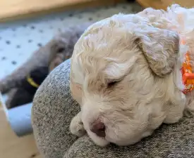Ürömi Szarvasgombász Jaffa - Lagotto romagnolo Cucciolo in vendita