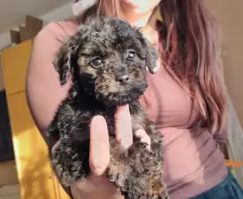 Teddy - Poodle Toy Puppy for sale