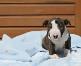 Nathan - Miniature Bullterrier Puppy for sale
