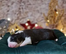 Dagny - Australský ovčák Štěně na prodej