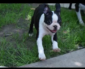 Gordon - Boston Terrier Puppy for sale