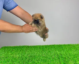 Asia - Pomeranian eladó kiskutya