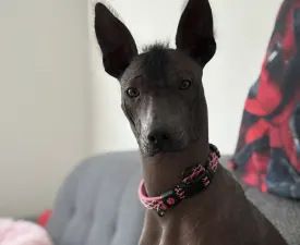 Mariska - Mexikói szőrtelen kutya eladó kiskutya