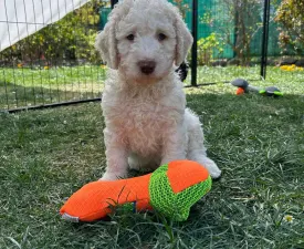 Blanco - Spanischer Wasserhund Angebotener Welpe