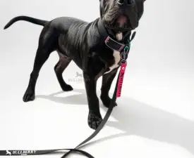 Acaiberry  - l'American Bully - Classic Chiot à vendre