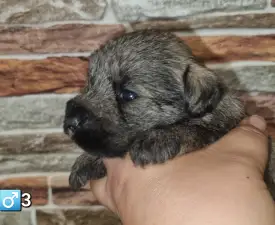 J Male3 - Törpe schnauzer eladó kiskutya