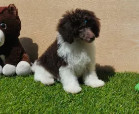 Royal ( Only Hobbi ) - Törpe uszkár eladó kiskutya