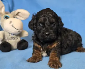 Virgo - Cavapoo Cucciolo in vendita
