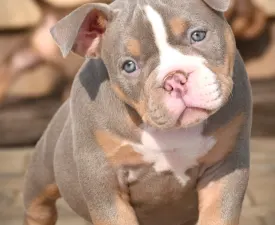 Lilly - American Bully - Pocket Puppy for sale