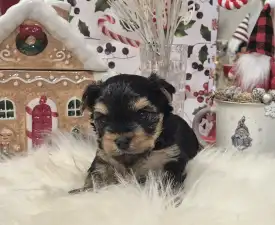 Batman Of Midsummer Nights Miracle  - Yorkshire Terrier Angebotener Welpe