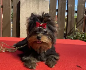 Wilson - Yorkshire Terrier Puppy for sale