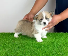 Barbarella - Welsh Corgi Pembroke Chiot à vendre