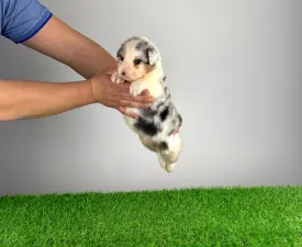 Crispie - Ciobanesc Australian Cățeluș de vânzare