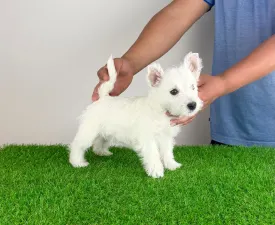 Just - West Highland White Terrier Cucciolo in vendita