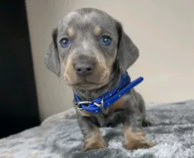 Pedro - Dachshund Puppy for sale