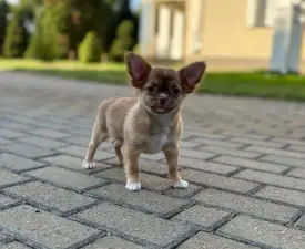 Kilo - Chihuahua Puppy for sale
