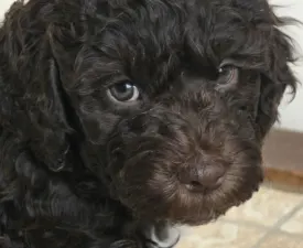 Bizsu - Romagna Water Dog Puppy for sale