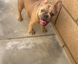 Shelly - Französische Bulldogge Angebotener Welpe