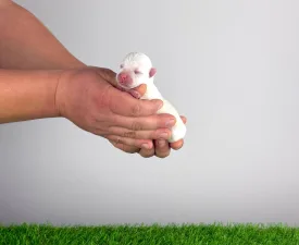 Hobo - West Highland White Terrier eladó kiskutya